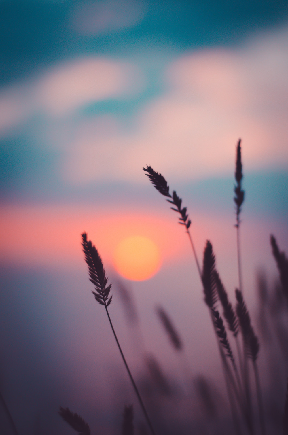 Kornfeld im Sonnenuntergang
