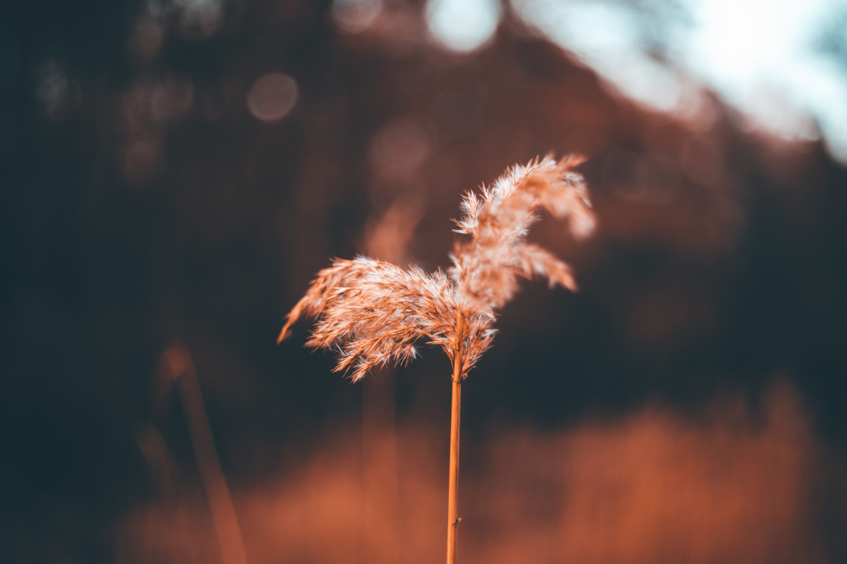 Blume auf einem Feld