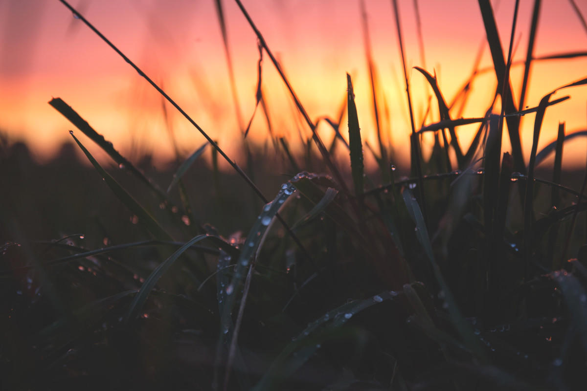 Grashalme im Sonnenuntergang
